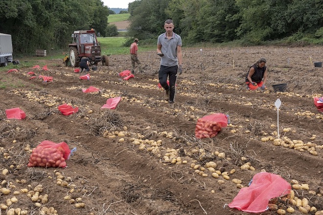 Produción de pataca, conectando a Bretaña francesa e A Limia