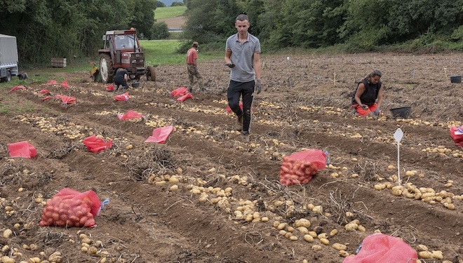 Producción de patata, conectando la Bretaña francesa y A Limia