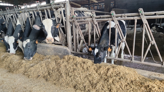 Recria e vacas de producion