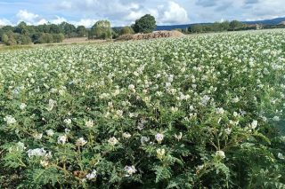 Novas estratexias no cultivo de patacas para atallar ós nematodos e reducir os fertilizantes fosfatados