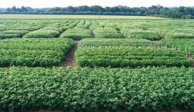 campos de ensaio de pataca de Bretange plants