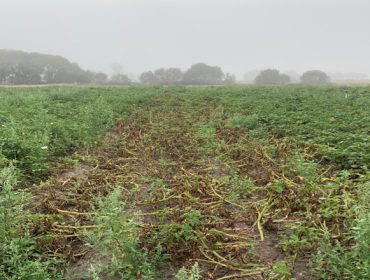Sistemas de alerta fronte ó mildio: unha ferramenta para reducir custos no cultivo da pataca