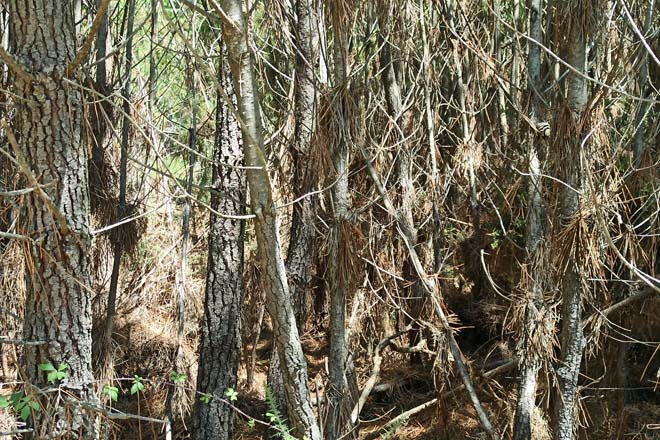 A Xunta concede 10 millóns para accións de silvicultura en máis de 4.000 hectáreas de coníferas e frondosas