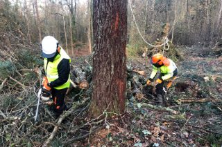 Plan de formación de Fearmaga para as pemes do sector forestal de Galicia