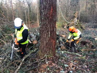 Plan de formación de Fearmaga para as pemes do sector forestal de Galicia