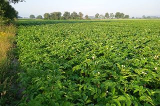 Rotación de cultivos: o caso da pataca de sementeira na Bretaña francesa