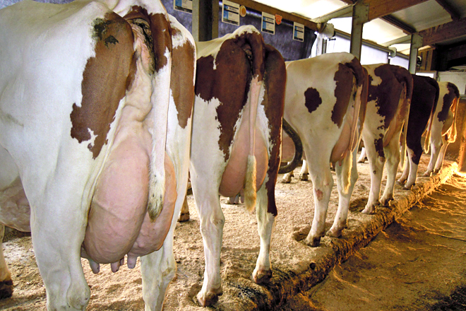 Vacas montbeliard, la única raza permitida para la elaboración de queso Comté