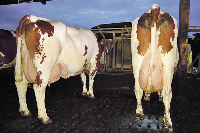 Teñen vacas de máis 14.000 litros producidos na quinta lactación