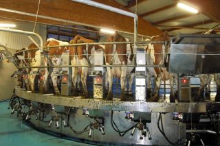 Aumento da produción de leite na UE en xaneiro