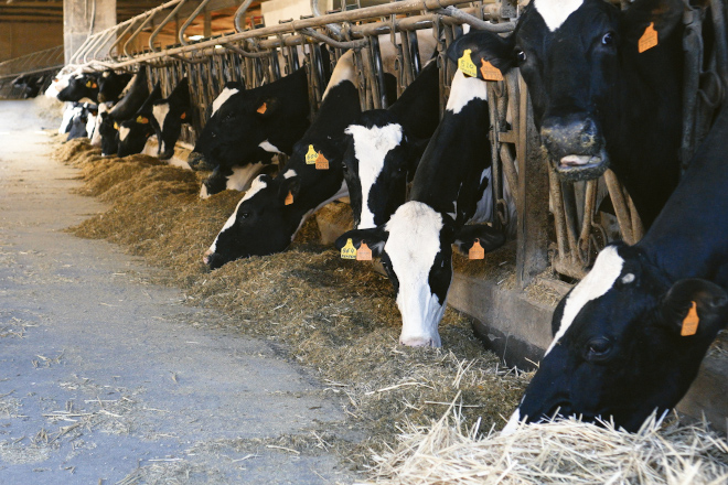 El Ministerio de Agricultura observa mejoras en los márgenes productivos del sector lácteo vacuno