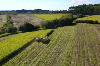 Millopreciso, o proxecto que busca facer máis rendible o cultivo de millo en Galicia