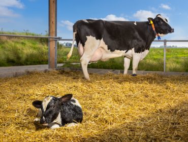 A importancia do período seco no ciclo reprodutivo das vacas