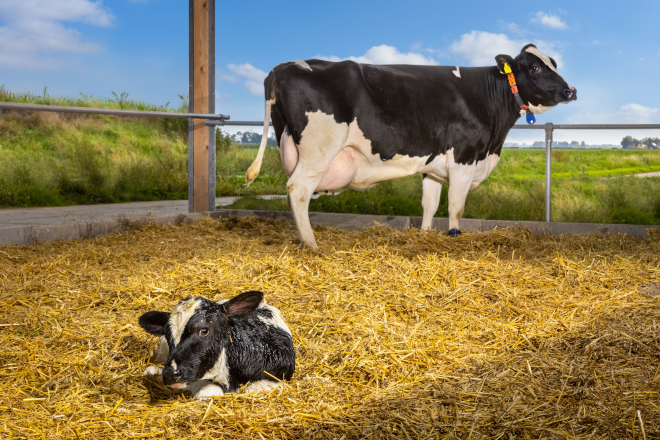La importancia del periodo seco en el ciclo reproductivo de las vacas
