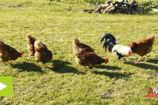 Camper, a gama de pensos de Nanta para a cría artesanal de galiñas, polos e coellos