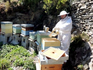 “O índice de apicultores alérxicos ás picaduras de abellas é menor que o da poboación xeral”