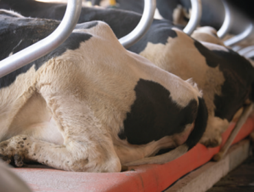 Chegan a España as novas colchonetas holandesas que melloran o benestar das vacas
