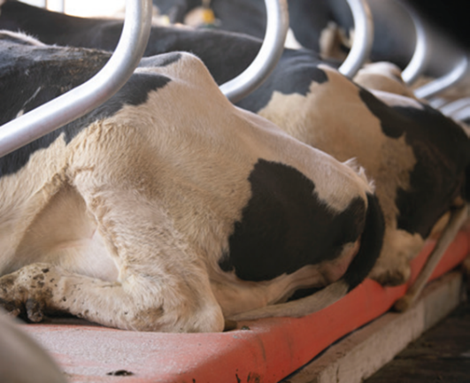 Chegan a España as novas colchonetas holandesas que melloran o benestar das vacas