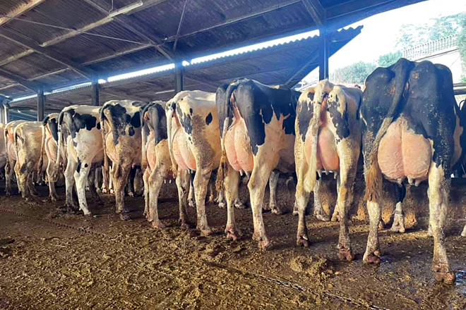 ENCANTO NATURAL (Portugal) vacas