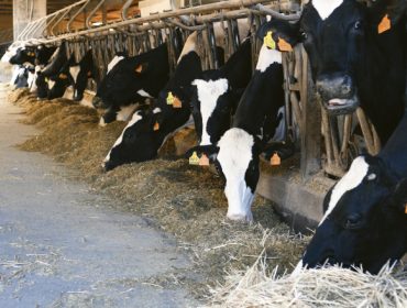 Os últimos avances en nutrición de gando bovino, a debate na VIII Xornada FEDNA-ANEMBE