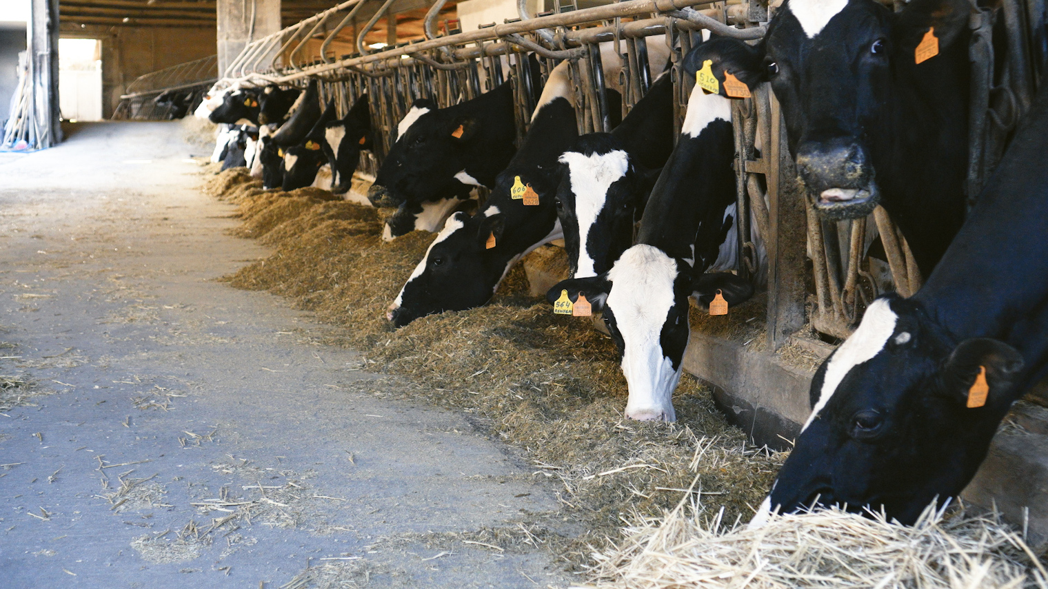 O Ministerio de Agricultura observa melloras nas marxes produtivas do sector lácteo vacún