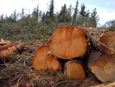 A Xunta adxudica por 6,1 millóns de euros 78 lotes de madeira na provincia de Lugo