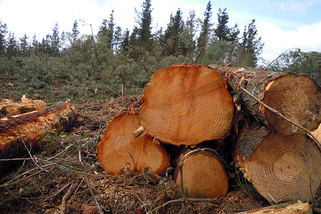 La Xunta adjudica veinte lotes de madera por más de 800.000 euros en la provincia de Pontevedra