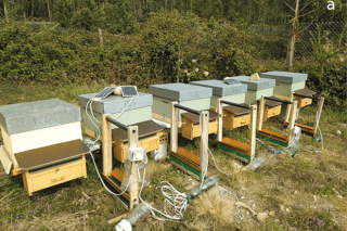 As trampas eléctricas reducen case un 90 % a presión das vespas asiáticas sobre as colmeas