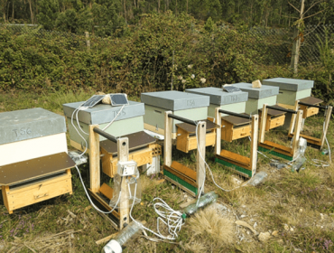 As trampas eléctricas reducen case un 90 % a presión das vespas asiáticas sobre as colmeas