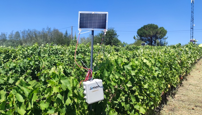 Viniot, un novo servizo tecnolóxico de monitorización dos viñedos