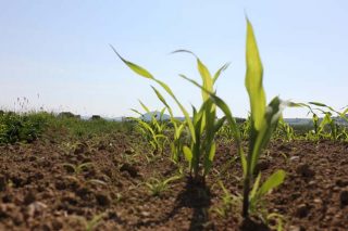 Sipcam Iberia lanza Iseran, novo herbicida para millo