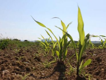 Sipcam Iberia lanza Iseran, novo herbicida para millo