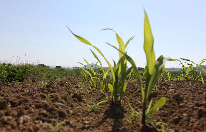Sipcam Iberia lanza Iseram, novo herbicida para millo