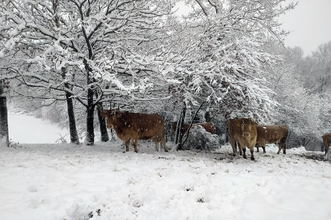 Os invernos na montaña son duros, o que condiciona a alimentación do gando e a época dos partos