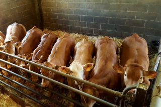 A sustentabilidade no vacún de carne: un reto que se converte en obxectivo de DeHeus