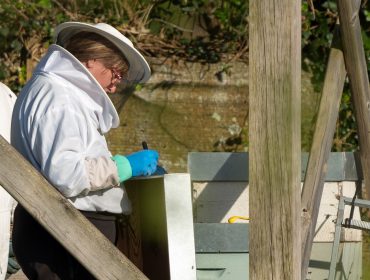 Curso no Barbanza de iniciación á apicultura