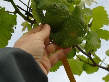 Detectada a primeira mancha de mildiu nun viñedo do Salnés
