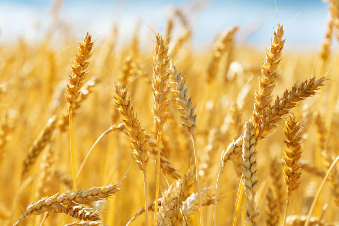 Investigadores galegos participan nun estudo do microbioma do trigo para desenvolver alimentos e pensos máis sans e sostibles