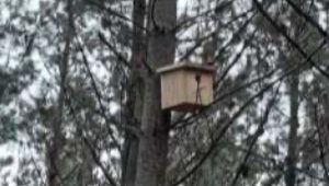 Una de las cajas nido de pájaros colocadas.