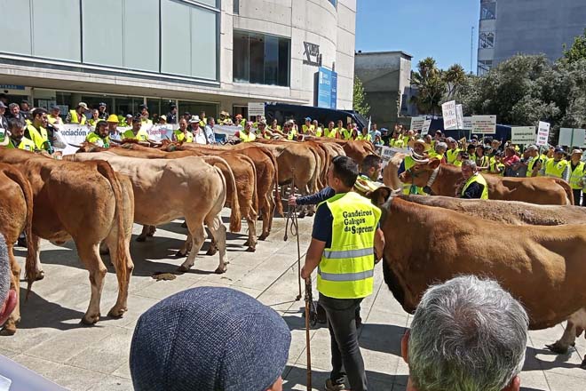Vacas ante la delegación de la Xunta, al final de la marcha.