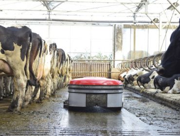 Limpeza de chans e cascos para un maior rendemento e produción en vacún de leite