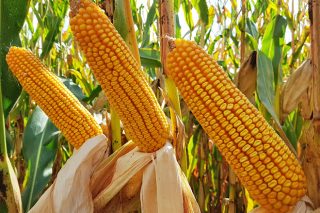 A gama de abonos máis eficaz para o millo: Fertimón Pro e Fertimón Tech