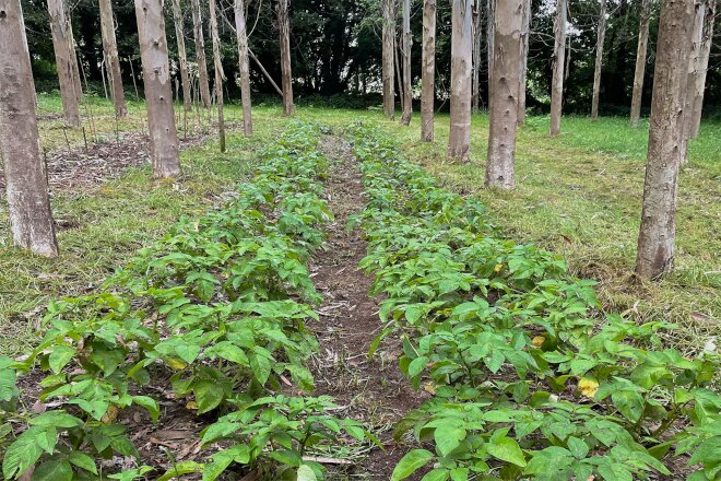 Un ensaio demostra a posibilidade de producir cultivos agrícolas no medio de plantacións de eucalipto