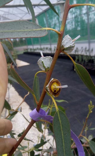 Polinización controlada, con flores de eucalipto globulus polinizadas e protexidas da contaminación por pole exterior.
