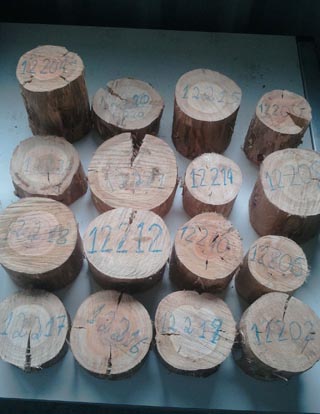 Mostras de madeira para análises de laboratorio sobre o rendemento e calidade de distintos clons.