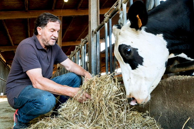Josep Comas, junto a sus vacas en la granja ubicada a 3 km de Vic (Barcelona)