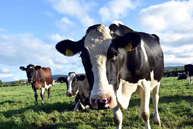 Incertidumbre con los nuevos contratos de la leche, ante las fintas de bajadas para agosto
