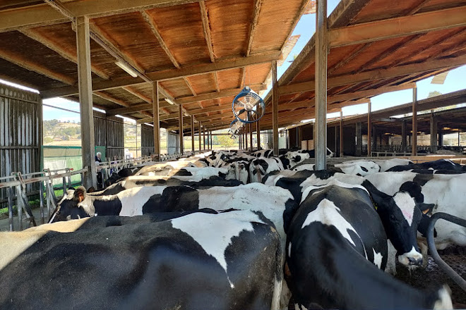 Disponen de techos aislados y ventiladores para aliviar el estrés por calor de las vacas