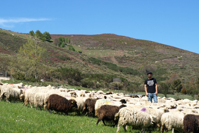 Xoán, no medio das súas ovellas en Ardexarxe (Viana do Bolo) 