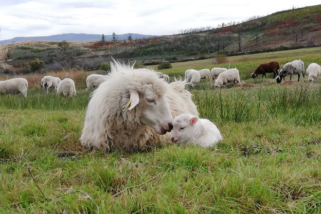 Granxa A Ciruxana (Viana do Bolo) ovella galega cordeiro
