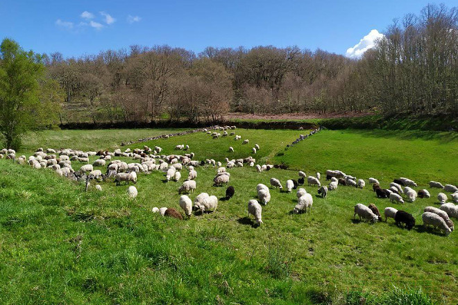 Granxa A Ciruxana (Viana do Bolo) ovella galega pastoreo ovino